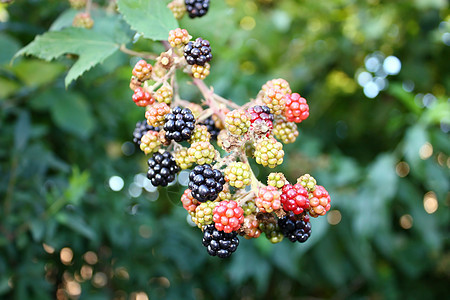 野黑莓分支树叶浆果食物荆棘藤蔓花园黑色叶子植物荒野图片