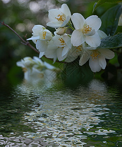 奖杯脆弱性园艺叶子味道花瓣香水茉莉异国花朵疗法图片