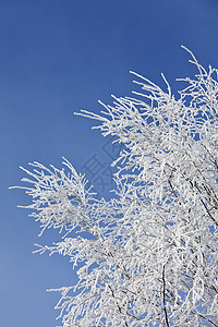 冬季处天气蓝色天空视图下雪水平季节阳光低角度图片