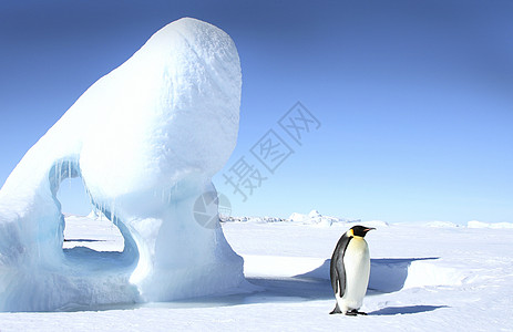 皇帝企鹅前天冻结野生动物极地动物图片