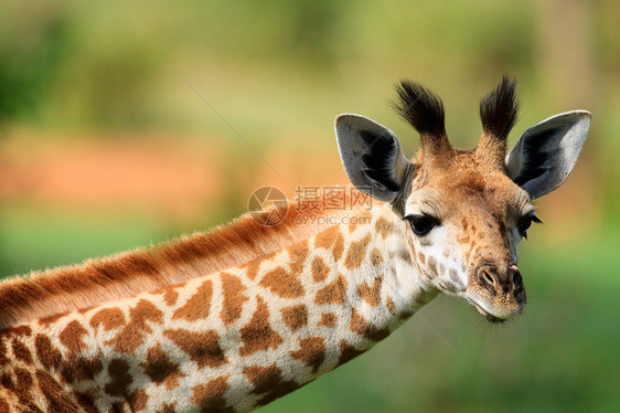年轻的长颈鹿脖子动物园哺乳动物荒野食草衬套公园旅游耳朵眼睛图片