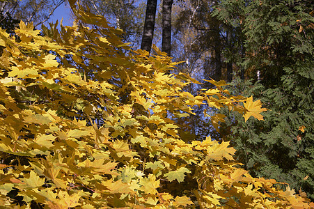 秋余假蓝色树叶叶子树木黑色黄色天空绿色森林分支机构图片