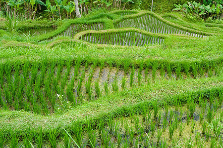 水稻梯田旅行农业农村农场高地生产绿色脚步植物爬坡图片