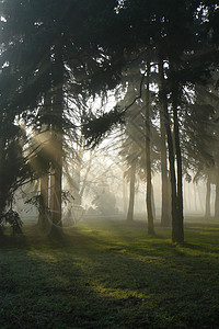 薄雾清晨公园背景图片