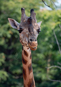 Giraffe 吉拉法卡梅罗帕达里斯荒野生活脖子动物毛皮哺乳动物动物园图片