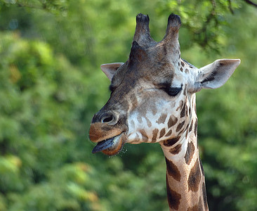 Giraffe 吉拉法卡梅罗帕达里斯毛皮生活脖子舌头动物园鬼脸动物荒野哺乳动物图片