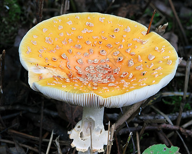 野蘑菇食物棕色荒野植物木头森林烹饪生长绿色季节图片