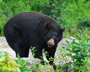 黑熊棕色动物野生动物危险动物园哺乳动物荒野毛皮太阳爪子图片