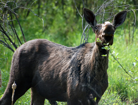 驼鹿动物游戏驯鹿育空女性鹿角森林地区哺乳动物荒野图片