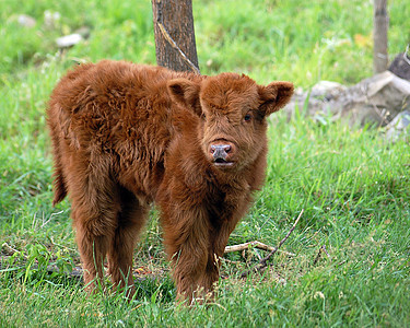 年青牛肉棕色绿色牧场哺乳动物农场乡村农业动物牛肉奶牛图片