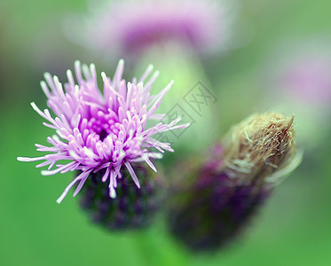 打开和特写叶子粉色植物群花瓣植物白色花头花园花朵图片