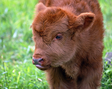 年青牛肉农业农场场景草地棕色哺乳动物乡村牛肉奶牛绿色图片