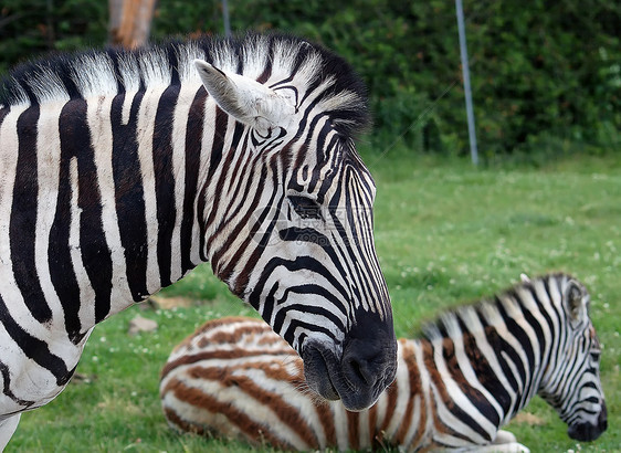 斑马白色生活动物园黑色条纹荒野动物哺乳动物图片