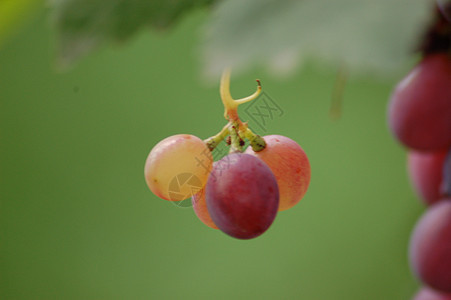 葡萄白色叶子葡萄园食物酒厂红色季节性农业藤蔓水果图片