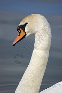 天鹅白天鹅池塘亮色白色鸟类野生动物图片