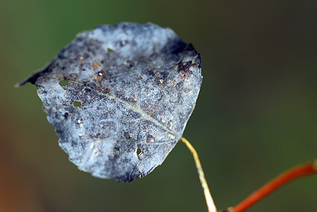 秋叶叶植物绿色橙子黄色宏观红色棕色季节植物群森林图片