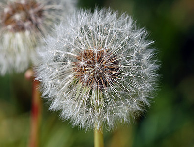 Dandelion( 塔拉克斯库)图片