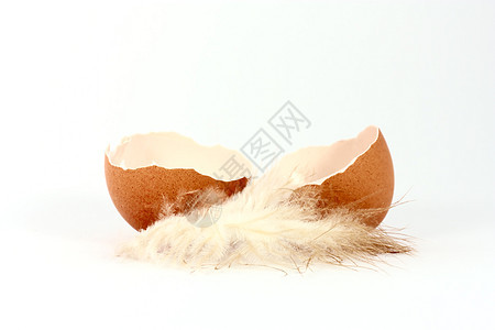 鸡蛋壳裂缝白色食物羽毛图片