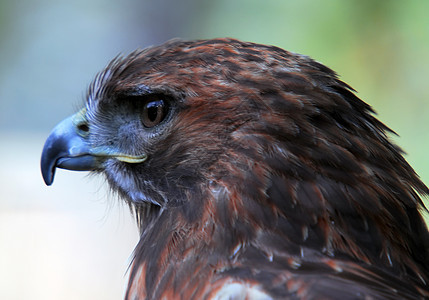 Goshawk 南斗士猎人羽毛黄色翅膀动物荒野野生动物捕食者猎物飞行图片