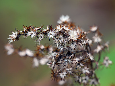 野生植物红色季节棕色植物群叶子植物背景图片