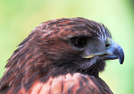 Goshawk 南斗士荒野羽毛黄色捕食者动物眼睛猎物翅膀猎人飞行图片
