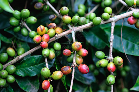 咖啡种植生长衬套粮食热带棕色栽培种植园收成绿色研磨图片