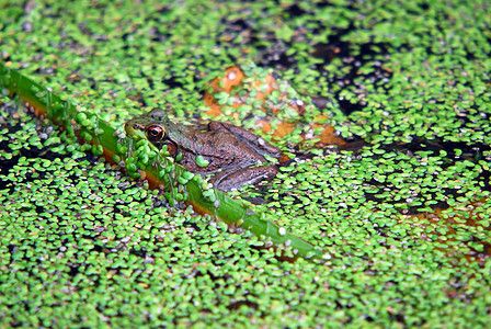 池塘中的青蛙两栖动物生物学动物叶子野生动物王子蟾蜍沼泽眼睛绿色图片