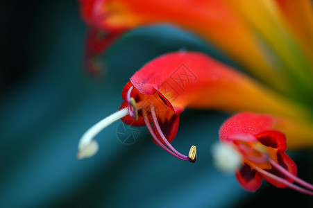 鲜花艺人花粉雌蕊黄色生活绿色植物花园生长植物群紫色图片