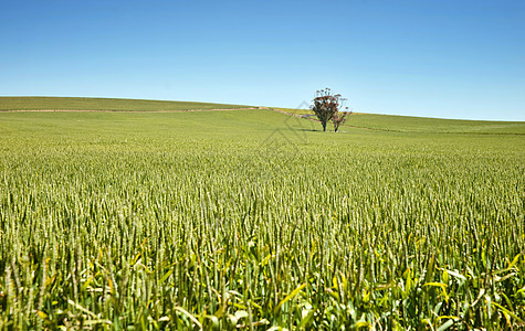 农场有小麦田谷物场地农田乡村风景农村国家农业图片
