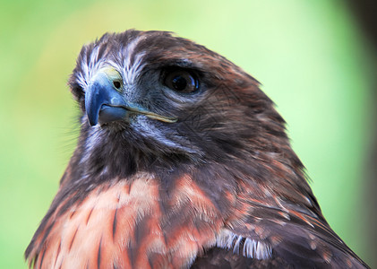 Goshawk 南斗士眼睛野生动物羽毛猎物飞行猎人动物翅膀捕食者黄色图片