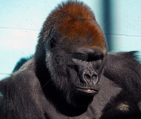 大猩猩俘虏动物哺乳动物灵长类黑猩猩野生动物人猿威胁男性黑色图片