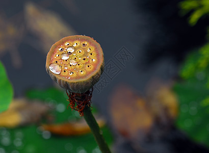 雨下的野生植物背景图片