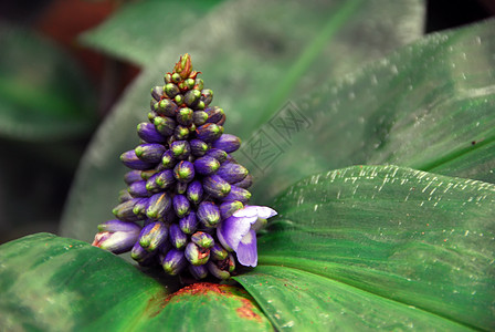 热带热带植物红色花朵叶子树叶花瓣植物群植物学花园气候蓝色图片