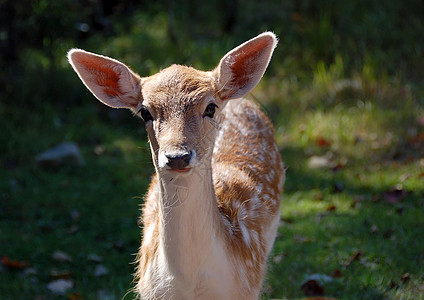 落鹿达马达马鹿角棕色森林打猎牛角耳朵哺乳动物动物园绿色野生动物图片