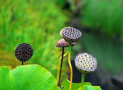日本花园植物宏观宗教花园神道冥想禅意图片