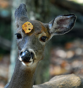 白尾鹿栖息地耳朵尾巴野生动物公园森林眼睛女性动物哺乳动物图片