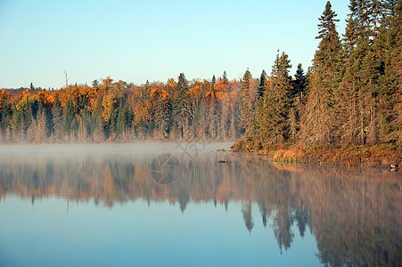 秋天风雾的风景黄色森林日出叶子绿色情绪场景树叶季节薄雾图片