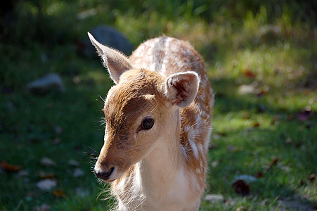 落地鹿哺乳动物动物园眼睛绿色鹿角野生动物耳朵棕色荒野动物背景图片