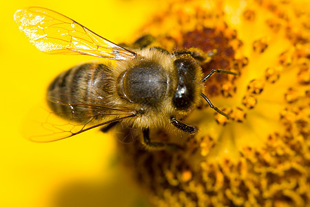 黄花上的蜜蜂条纹蜂蜜昆虫黄色花园花瓣花粉粉色植物翅膀图片