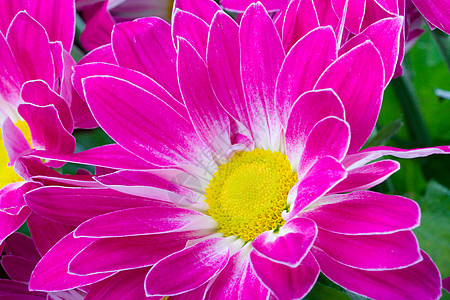 紫菊花黄色植物粉色花序叶子植物学绿色季节紫色宏观图片