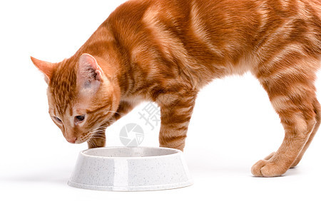 红猫晶须欲望餐具宠物食物红色专注白色小猫毛皮图片