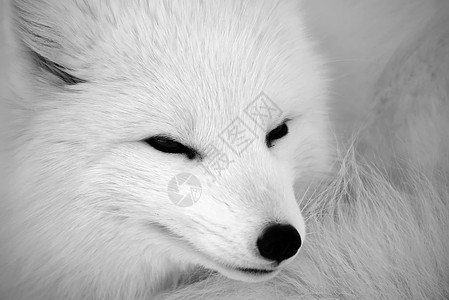 北极狐野生动物白色黑色哺乳动物犬类皮毛鼻子动物毛皮眼睛背景图片