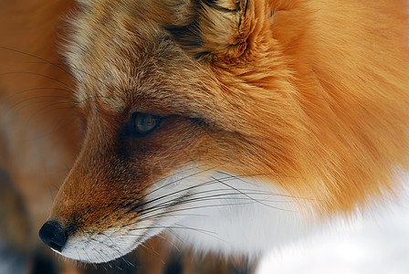 红狐狸打猎毛皮野生动物哺乳动物犬类鼻子荒野眼睛动物捕食者图片