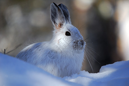 白雪雪公主降雪动物栅栏痕迹白色兔子季节性哺乳动物打猎阴影图片