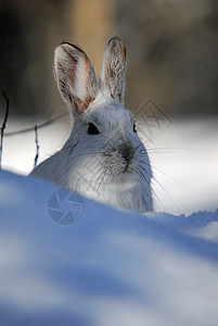 白雪雪公主打猎栅栏降雪动物兔子荒野阴影痕迹季节性哺乳动物图片
