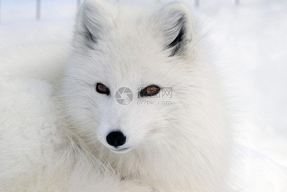 北极狐哺乳动物分支机构皮毛动物野生动物白色犬类毛皮黑色图片