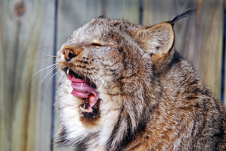 加拿大 Lynx野生动物山猫鼻子耳朵眼睛野猫哺乳动物爪子荒野动物图片