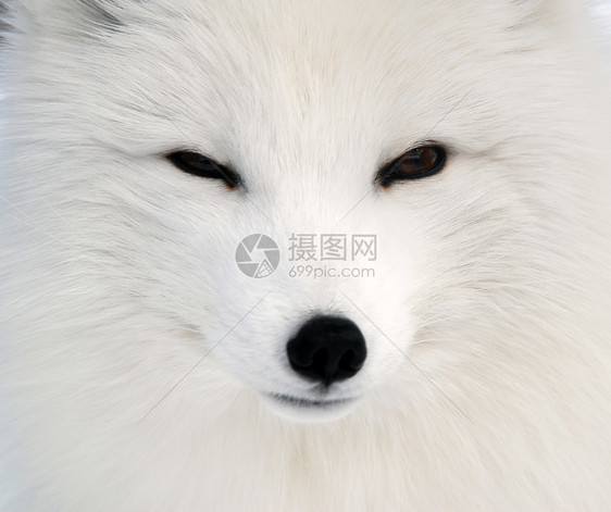 北极狐黑色犬类分支机构野生动物动物哺乳动物毛皮皮毛白色图片