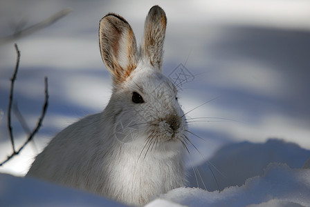 白雪雪公主痕迹阴影兔子哺乳动物白色荒野栅栏打猎降雪动物图片