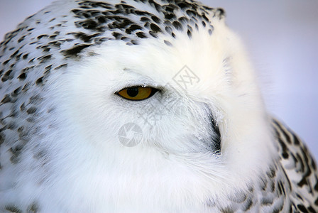 雪猫猫动物白色鸟类眼睛翅膀捕食者野生动物猎物猫头鹰羽毛图片